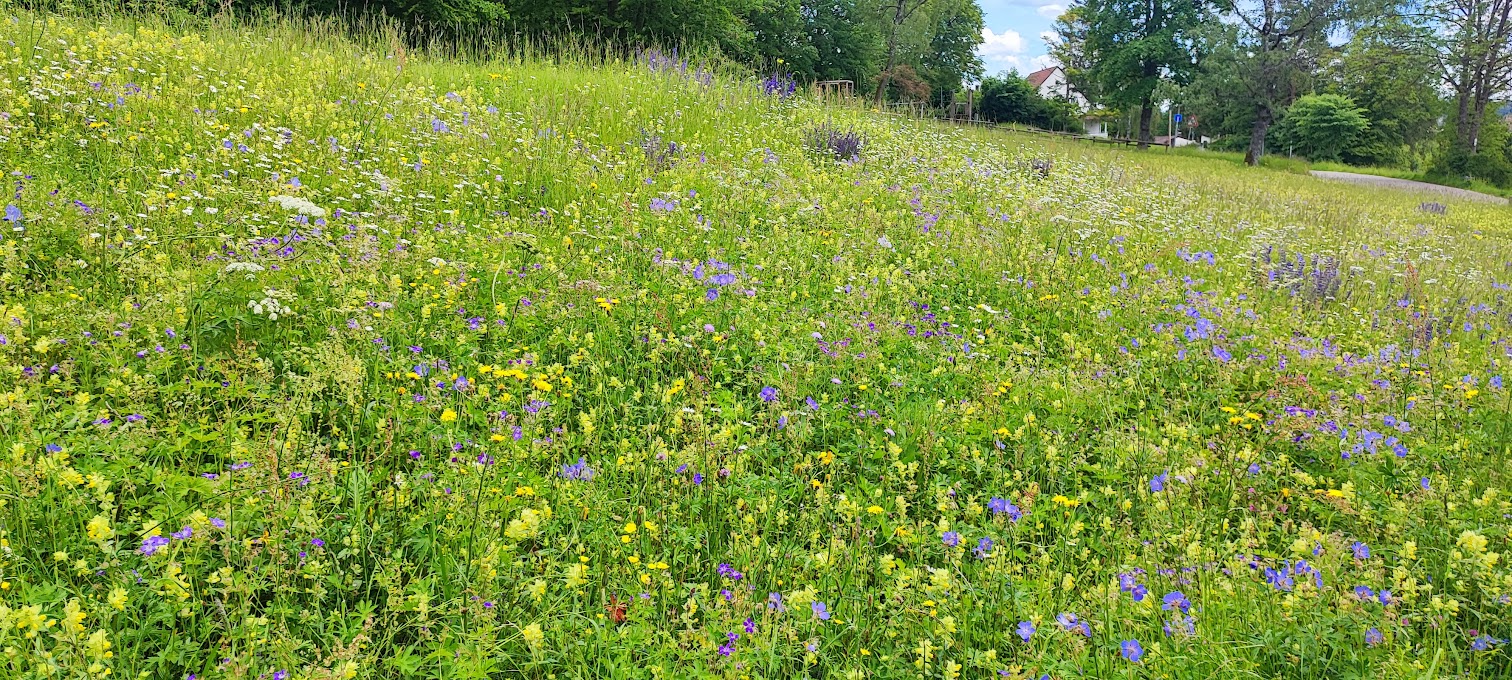 Blumenwiese am Traifelberg im Mai 2024